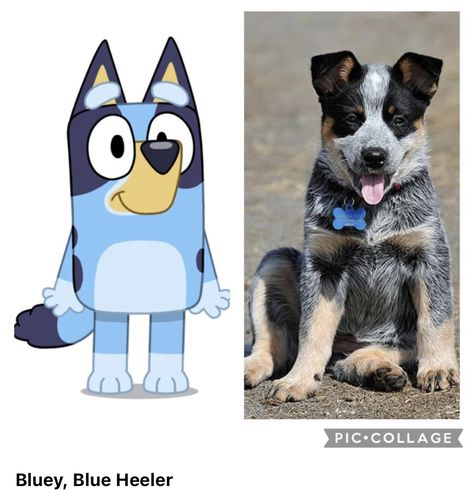 Characters In Real Life, Bluey Characters, Disney Animated Movies, Real Dog, Famous Couples, Different Dogs, Science Fiction Tv, Horror Music, Movie Genres