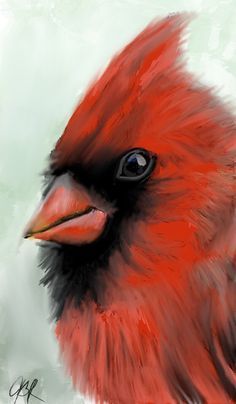 Cardinals Birds, Cardinal Birds Art, Bird Painting Acrylic, Cardinal Painting, Bird Watercolor Paintings, Bird Paintings, Cardinal Bird, Red Bird, Cardinal Birds