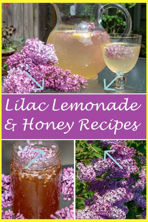 This is Why You Should Be Having Lilac Lemonade This Summer : The Hearty Soul Lilac Honey Recipe, Lilac Lemonade Recipe, Lilac Recipes Edible Flowers, Lilac Recipes, Lilac Lemonade, Lavender Lemonade Recipe, Soul People, Cottagecore Recipes, Flower Recipes