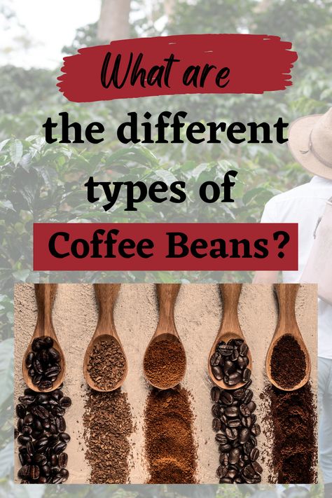 Coffee is one of the most beloved beverages in the world, enjoyed by millions of people every day. But did you know that there are over 100 different types of coffee beans? Each type has its own unique flavor profile, and understanding the different types can help you find the perfect cup of coffee to suit your taste. Types Of Coffee Beans, Types Of Coffee, Perfect Cup Of Coffee, Coffee Type, Coffee Company, Flavor Profiles, Cup Of Coffee, Coffee Beans, Different Types