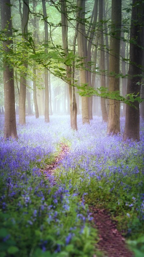 Spring Woods, Bluebell Woods, Sacred Garden, Inspiring Pictures, Sore Eyes, Mystical Forest, Weeping Willow, Woodland Fairy, Forest Painting