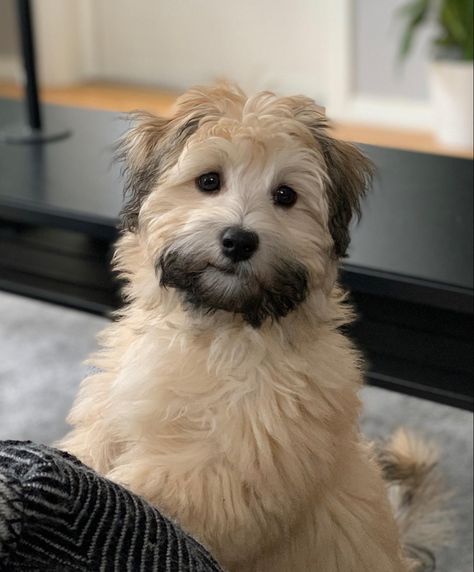 Nalle, valpen vår♥️ Bichon havanais havanese valp / puppy @tidenimellom on Instagram #bichonhavanais #puppy #puppies #valp #valpefeber #valpenvår https://miniblogg.no/tidenimellom Bichon Havanese, Bichon Havanais, Fun Pics, Sims 3, Puppies, Dogs, Animals, On Instagram, Pins