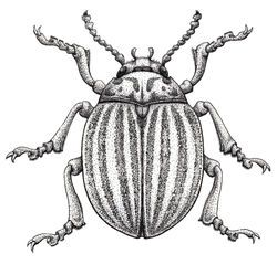 Potato Bug Tattoo, Bug Vector, Colorado Beetle, Potato Beetle, Old Style Tattoos, Potato Bugs, Insect Tattoos, Illustration Career, Beetle Drawing