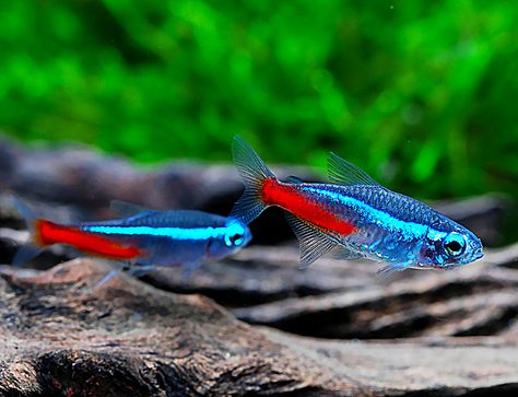 Fish For Beginners, Best Aquarium Fish, Neon Tetra Fish, Common Goldfish, Tetra Fish, Neon Tetra, Community Tanks, Fishing For Beginners, Puppy Supplies