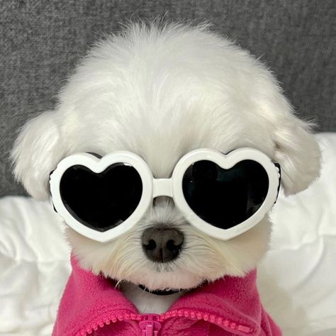 Cute Dog Icon Aesthetic, Cute Fluffy Puppies, Cute Dogs Images, Super Cute Puppies, Dog Icon, Very Cute Dogs, Funny Animal Photos, Cute Animals Images, Wildlife Sanctuary