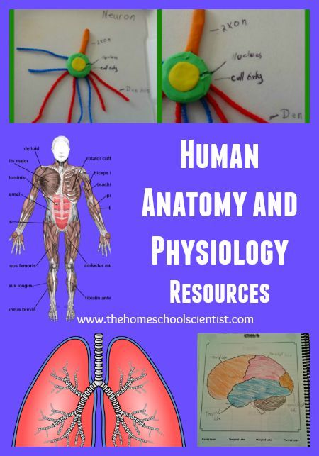 Anatomy And Physiology Study Printables, Muscular System Activities, Anatomy Resources, Homeschool Health, Apologia Anatomy, Physiology Study, Science Study, Human Body Activities, Hair Science