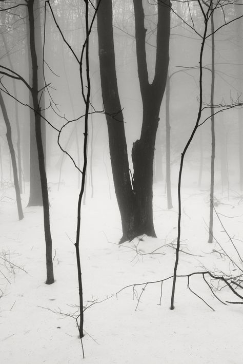 Snow Woods, 숲 사진, Silver Blonde, Winter Beauty, Snow And Ice, Winter Forest, Winter Wonder, Winter Aesthetic, White Photo