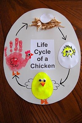 Chicken Life Cycle Craft, Chicken Life Cycle Activities, Farm Activities Preschool, Chicken Life Cycle, Life Cycle Craft, Farm Theme Preschool, Life Cycles Activities, Farm Animal Crafts, Chicken Life