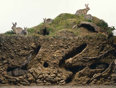 Rabbit burrow cross-section Rabbit Burrow, All About Rabbits, Wild Rabbit, Watership Down, Cross Section, Rabbit Hole, Baby Bunnies, Animal House, Rabbits