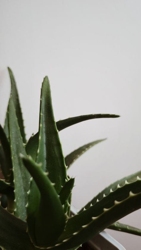 #plants #green #natural #nature #aloevera Aloe Vera Plant Aesthetic, Aloe Vera Aesthetic, Spa Logo, Lean Belly Juice, Belly Juice, Plants Green, Fotos Aesthetic, Aloe Vera Plant, Lean Belly