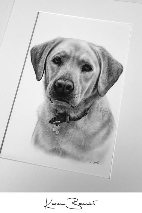 Black Lab Drawing Pencil, Labrador Pencil Drawing, Labrador Dog Drawing, Labrador Sketch, Labrador Drawing, Portrait Artists Pencil, Dog Pencil Drawing, Hard Drawings, Marvel Art Drawings