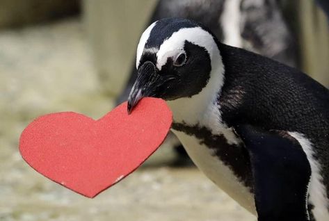 Penguin Heart, Penguin Day, African Penguin, Penguin Love, Silly Animals, Cute Penguins, Family Events, Animal Jokes, Felt Hearts