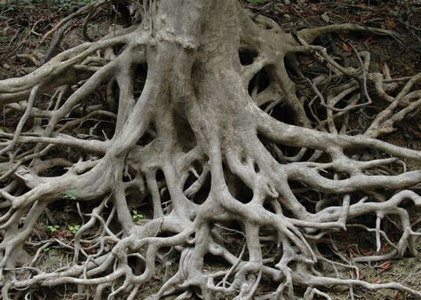 Student Organization, Season Of The Witch, Tree Roots, A Tree, Mother Nature, Cosmos, Art Inspo, Art Reference, Art Projects