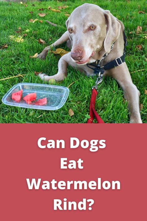 It's July and what screams Summer more than BBQ'z, corn on the cob and Watermelon?! In fact, what's more delicious than a sun ripened, juicy, red watermelon on a hot Summer Day? With specific preparation Watermelon can be healthy for dog! But can Dogs Eat Watermelon Rind? The answer No, Dogs SHOULD NOT Eat Watermelon Rind. Watermelon For Dogs, Dog Eating Food, Can Dogs Eat Watermelon, Dog Food Station, Watermelon Health Benefits, Watermelon Benefits, Dog Food Storage Containers, Diy Dog Food, Red Watermelon