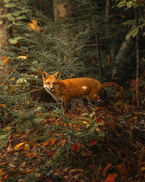 Animals Preschool Crafts, Wallpaper Woodland, Animals Preschool, Helloween Wallpaper, Animal Photography Wildlife, Forest And Wildlife, Fox Pictures, Foxes Photography, Crafts Preschool