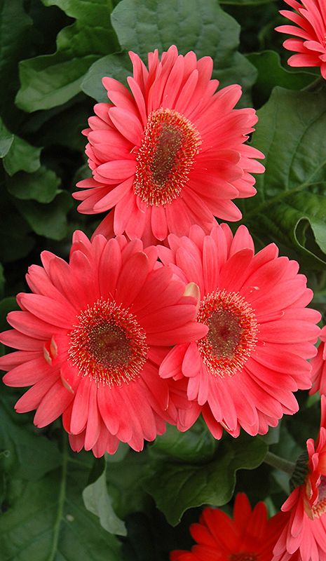 Coral Gerbera Daisy  #gerbera #daisy #gerberadaisy #flowers #nature Gerbera Daisies, Gerber Daisies, Gerbera Daisy, I Love Flowers, Deco Floral, Pink Daisy, Wallpapers Iphone, Favorite Flowers, All Flowers