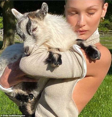 Pet Goat, Isabella Hadid, Baby Bells, Hadid Sisters, Bella Bella, Bella Hadid Style, Hadid Style, Baby Goats, Koala Bear