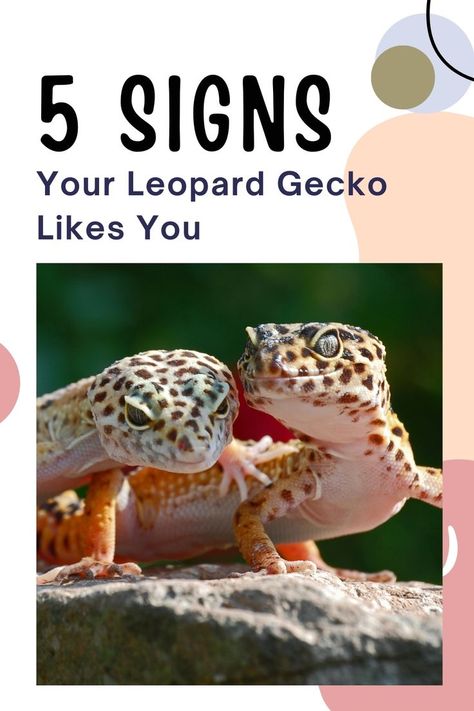 Is your leopard gecko excited to see you? Or is it tolerating your presence just so it can eat? Unlike other pets, reptiles do not expressly show affection. Leopard geckos have subtle body and behavior cues that show that they trust you and you have formed a bond with them. A sign that your leopard Leopard Gecko Cage, Leopard Gecko Diy, Gecko Cage, Leopard Gecko Cute, Leopard Gecko Tank, Diy Reptile, Gecko Terrarium, Cute Gecko, Leopard Geckos