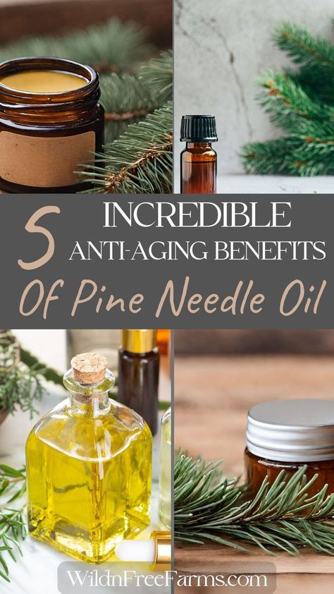 pine needle anti-aging cream Shea Butter Lotion Recipe, Anti Aging Face Cream Diy, Shea Butter Recipes, Pine Needle Crafts, Pine Oil, Pine Essential Oil, Shea Butter Lotion, Holistic Skin Care, Lotion Recipe