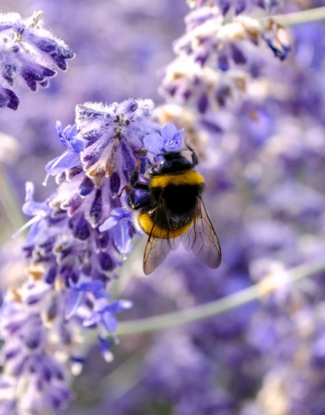 Cute #bumblebee on #lavender good for wallpaper or banner #herbs #wallpaper #cute #insects #flower #purple  #closeup Bumble Bee Asleep In Flower, Tobi Aesthetic, Cute Bee Wallpaper, Bumblebee Aesthetic, Bumblebee Wallpaper, Bee And Lavender, Herbs Wallpaper, Bee Aesthetic, Cute Insects