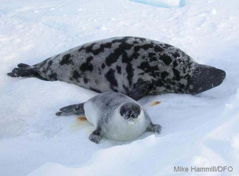 Hooded Seal Harp Seal, Fur Seal, Elephant Seal, Arctic Sea, Seal Pup, Baby Seal, Arctic Ocean, Extinct Animals, Paper Animals