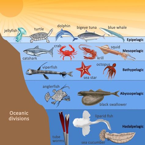 animals ocean ecosystem zones Hadal Zone Animals, Marine Ecosystem Project, Ocean Ecosystem Project, Ecosystem Art, Ocean Biome, Layers Of The Ocean, Ocean Zones, Ocean Habitat, Ocean Projects