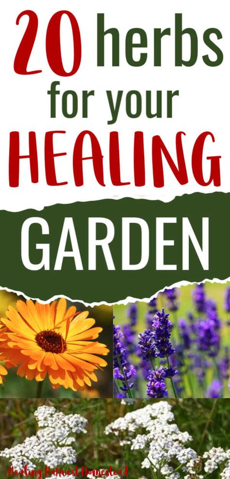 Medicinal Herbs To Grow, Medicinal Remedies, Medicinal Herb Garden, Best Herbs To Grow, Medicine Garden, Herbs To Grow, Medicinal Herbs Garden, Medical Herbs, Healing Garden