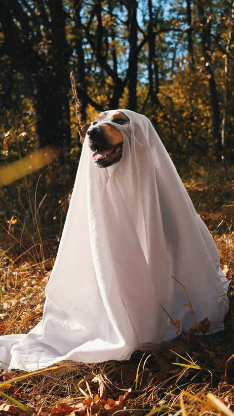 Autumn photoshoot halloween dog ghost retro photo Dog Ghost Photoshoot, Halloween Dog Photoshoot, Dog In Ghost Costume, Dog Ghost Costume, Fotos Halloween, Dog Ghost, Ghost Photoshoot, Halloween Dogs, Autumn Photoshoot