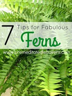 Tips for Growing Fabulous Ferns in your Garden- Ferns can be a tad finicky. Once you know these key gardening tips and tricks you can grow the most gorgeous ferns on the block! Garden Ferns, Hanging Ferns, Ferns Garden, Fern Plant, Wildflower Garden, Shade Plants, Lawn And Garden, Growing Vegetables, Shade Garden