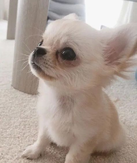 Cute Chiuahaha, Chiuahaha Cute, Chiuahaha Puppies, Chichuachua Puppies, Malchi Dogs, Psy Chihuahua, Teacup Chihuahua Puppies, Baby Chihuahua, Teacup Pomeranian