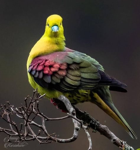 Green Pigeon, Big Animals, Game Birds, Rare Birds, All Birds, Exotic Birds, Pretty Birds, Colorful Birds, Cute Birds