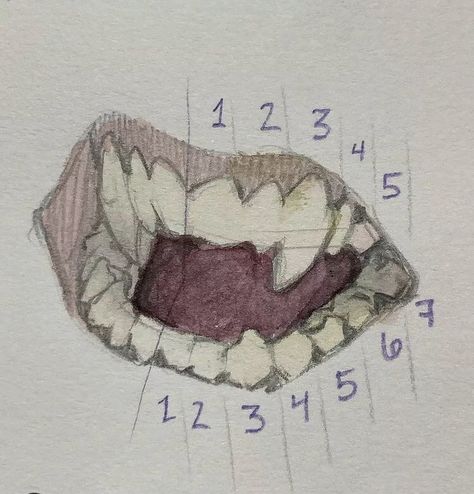 Teeth Study, Anatomy Art, Art Tutorials Drawing, Sketchbook Art Inspiration, Drawing Base, Drawing Reference Poses, Art Inspiration Drawing, Drawing Tips, A Drawing