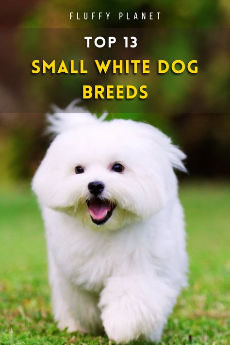 Curious about small white dog breeds and whether they make for loyal and loving companions? Discover the perfect match for your lifestyle. Keep reading to explore the charm and traits of these delightful canine companions! Dog Quiz, White Dog Breeds, White Fluffy Dog, Fluffy Dog Breeds, White God, Puppy Funny, Hypoallergenic Dogs, Corgi Puppy, Fluffy Dogs