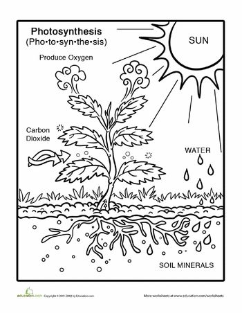 This would have been a great visual for my first graders--they loved learning a little bit about photosynthesis during our plant unit Worksheets: Photosynthesis Coloring Page Photosynthesis Worksheet, Plants Unit, 7th Grade Science, 1st Grade Science, Third Grade Science, 4th Grade Science, 5th Grade Science, Plant Science, Science Worksheets