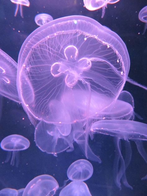 Pink Moon Jellyfish, Moon Jellyfish Aesthetic, Jellyfish Moodboard, Jellyfish On Beach, Moon Jellyfish Wallpaper, Moon Jelly, Fish Cute, Jellyfish Pictures, Pretty Ocean