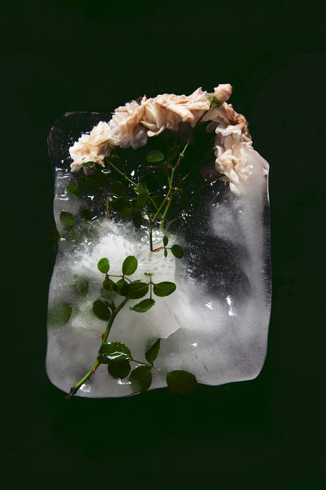 thinhdong: “ “VIOLENT AND STILL” Frozen roses #5 ” Frozen Roses, Frozen Rose, Ice Flower, Colorful Roses, Natural Forms, Arte Floral, Draco Malfoy, Ikebana, Still Life Photography