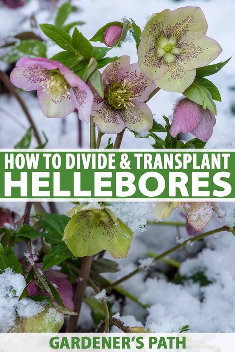 Perennial hellebore is a flowering plant that blooms in late winter. If you love it in the landscape, you'll need these easy instructions for propagating your own. By dividing your plants, you can grow more wherever you like, and save money too! Learn how now on Gardener’s Path. #hellebore #gardening #gardenerspath Winter Garden Ideas, Shady Plants, Beautiful Houseplants, Gardening Essentials, Yard Remodel, Garden Perennials, Green Backyard, Flower Farming, Shade Loving Perennials