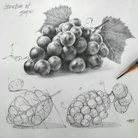 Design Stack: A Blog about Art, Design and Architecture: Drawing Sketch to Realism Grape Drawing, Improve Your Drawing Skills, Fruit Sketch, Improve Your Drawing, Structural Drawing, Fruits Drawing, Object Drawing, Perspective Art, Art Drawings Sketches Pencil