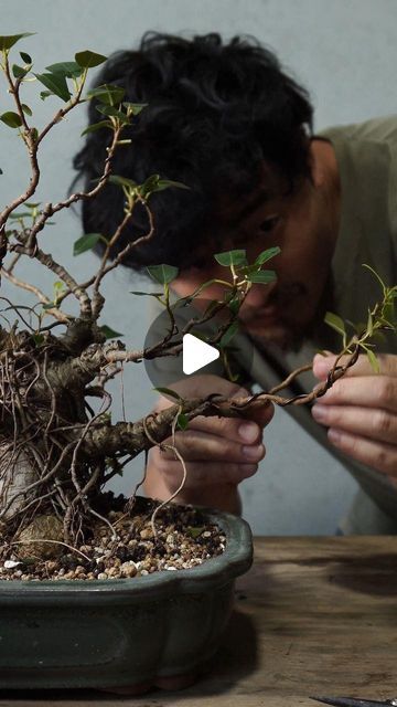 F.C. Billy Ho on Instagram: "Worked on this old ficus bonsai which belongs to an artist friend of mine about a year ago. Recently It returned to me for a summer trim and a quick facelift. I thoroughly enjoyed the process and the time spent working on it. I love its trunk and appearance. Can't wait to see it again in a few months' time.  ----  #bonsai #tildysbonsai #bonsailife #bonsaiart #livingart #ficus #gallery #australianbonsai #art #shapes #howitsmade #upgrade  #tropical #nativeplants #collectables  #reels #australiabonsai  #bonsaicollection #styling  #portjacksonficus #ficusrubiginosa #bonsaidesign #盆景 #盆栽 #盆 #イチジク #苔#분재" Ficus Bonsai Style, Ficus Bonsai, Bonsai Ficus, Bonsai Styles, Bonsai Art, Working On It, A Year Ago, Native Plants, An Artist