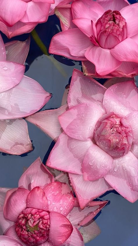 Lotus Flower Wallpaper, Lotus Wallpaper, Lotus Flower Pictures, Wallpaper Macbook, Flowers Photography Wallpaper, Floral Iphone Case, Nothing But Flowers, Flower Therapy, Elegant Look