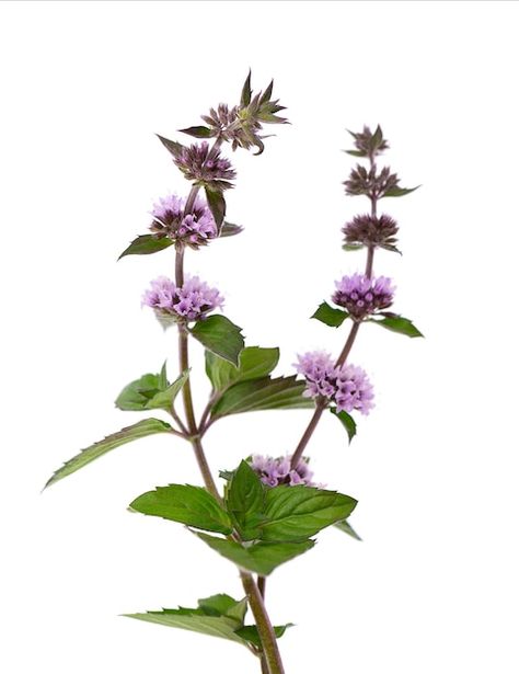 Premium Photo | Peppermint flowers isolated on white background. mint branch. herbal medicine. Pepermint Plant, Peppermint Flower, Peppermint Blossoms, Peppermint Plant, Background Mint, Medicine Plants, Folk Remedies, Mint Photography, Mint Plant