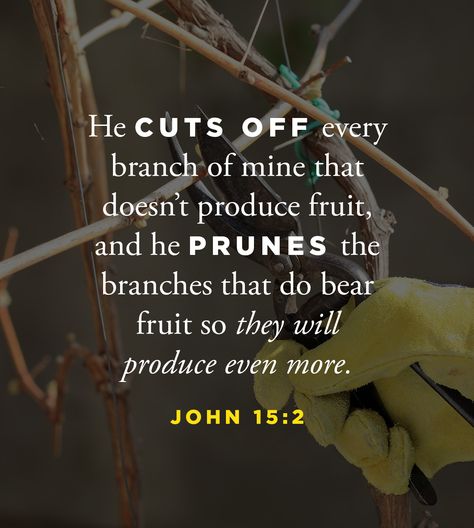 Fruit Quotes, Spiritual Enlightenment, Best Fruits, God Loves Me, Books Of The Bible, Jesus Loves Me, Good Good Father, Amazing Quotes, Quotes About God