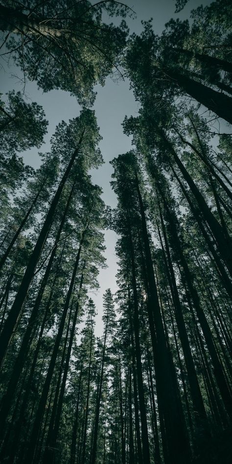 Trees Pictures, Dark Forest Aesthetic, Mountain Landscape Photography, Easy Photography Ideas, Iphone11 Pro, Theme Nature, Dark Green Aesthetic, Trees Forest, Forest Background