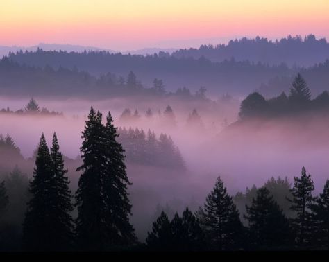 Mountains California, Santa Cruz Mountains, Boulder Creek, Santa Cruz California, Redwood Forest, People With Disabilities, Central California, Care Facility, California Dreamin'