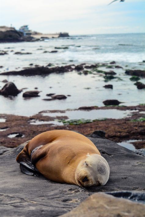 What To Do In La, Ho Chi Minh Trail, La Jolla San Diego, La Jolla Shores, La Jolla California, Torrey Pines, Downtown San Diego, California Dreamin', Animal Companions