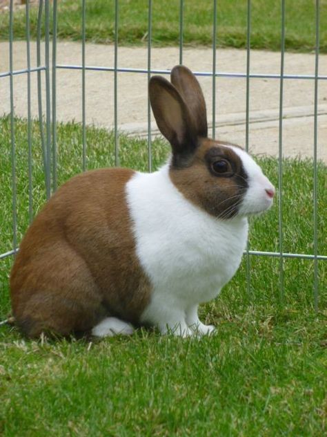 Dutch Bunnies, Dutch Rabbits, Dutch Bunny, Dutch Rabbit, Rabbit Stuff, Raising Rabbits, Guinea Pig Cage, House Rabbit