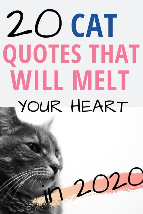 Qoutes About Cat Love, Cat Lovers Quotes Feelings, Cat Best Friend Quotes, Quotes About Kittens, Cat Quotes Inspirational, Kitty Quotes Cute, Cat Love Quotes Feelings, Kitten Quotes Cute, International Cat Day Quotes