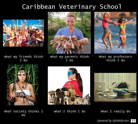 Vet school Veterinary Technician Humor, Vet School Humor, Animal Careers, Veterinary Medicine Humor, Vet Pictures, Medicine Humor, Veterinary Humor, Vet Tech Student, Vet Life