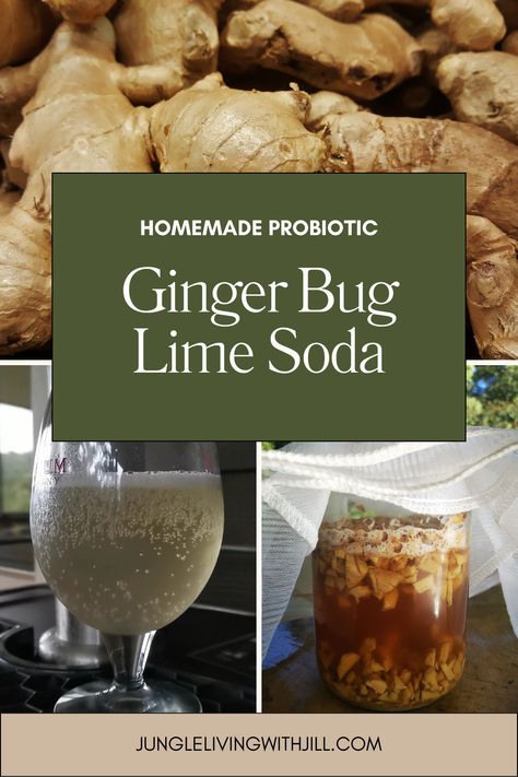 Homemade soda made from a ginger bug! Learn how to start your own ginger bug and make your own delicious, probiotic-loaded soda! #gingerbug #homemadesoda #limesoda #sodarecipe Gingerbug Soda Recipes, How To Make A Ginger Bug, Ginger Bug Recipe Sodas, Homemade Sprite Soda, Gingerbug Soda, Ginger Bug Recipe, Ginger Bug Soda Recipes, Ginger Bug Soda, Fermented Beverages