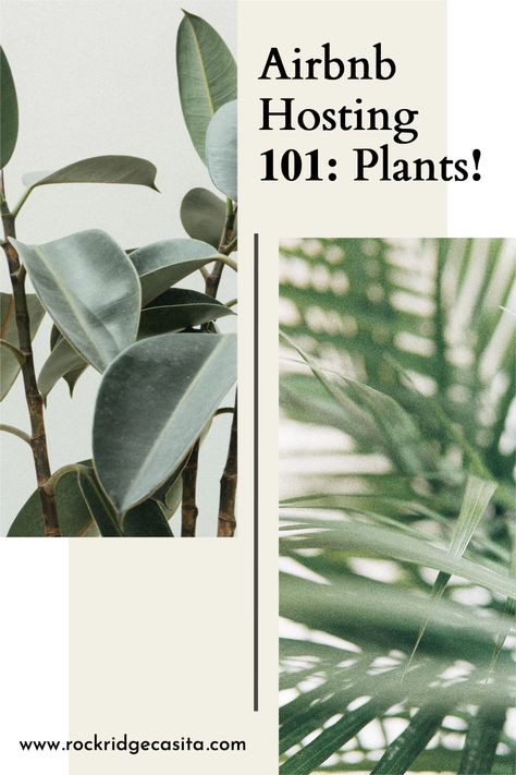 Can you ever have too many plants? Plants are my favorite way to add warmth, texture, and color into a space. But, if you’re Airbnb hosting, you cannot expect to keep finicky, needy plants that demand constant attention. #airbnb #airbnbsuperhost #superhost #lowmaintenanceplants #hostingtips #howtohost #becomeanairbnbhost Best Plants For Beach House, Rental Friendly Hanging Plants, Coastal Plants Beach Houses, Pet Friendly Air Purifying Plants, Too Many Plants, Airbnb Hosting, Boho Style Interior, Beach Rental Property, Bathroom Big